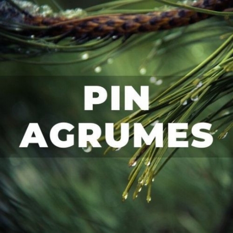 Déodorant - Pin-Agrumes | Kali