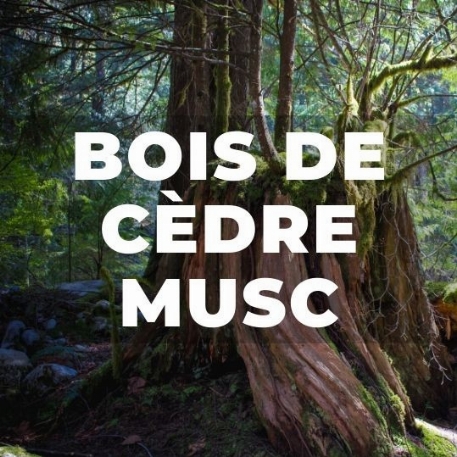 Recharge - Déodorant - Bois de cèdre-Musc | Kali