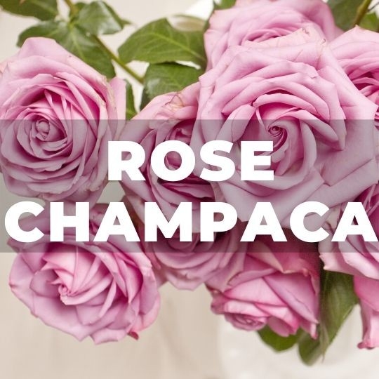 Recharge - Déodorant - Rose-Champaca | Kali